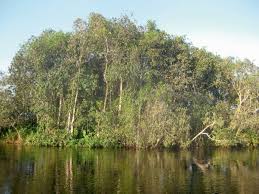 Image result for Zanha golungensis