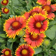 Check spelling or type a new query. Pin On Flower Garden