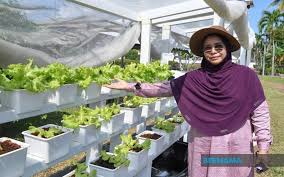 Apa sih sistem fertigasi?, fertigasi merupakan salah satu metode penanaman yang ada dalam sistem hidroponik, untuk memberikan larutan nutrisi hindari penempatan tanaman melon pada tempat yang terhalang tembok tinggi, rumah tetangga, atau pohon dengan ukuran besar karena bila tanaman. Bernama Manfaat Kaedah Fertigasi Laksana Tanaman Di Kawasan Terbiar