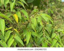 Image result for Trema