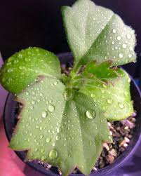 Image result for Cyphostemma quinatum