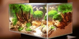How Long To Leave Aquarium Lights On In A Planted Tank Aquarium Sphere