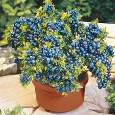 How To Grow Blueberries In Containers Plants Growing Blueberries Container Gardening