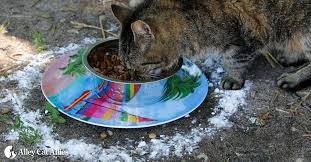 Pet bowls waterless system / volume: Alley Cat Allies Ant Proof Bowl Recommendations Alley Cat Allies