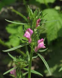 Image result for Misopates