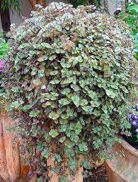 Callisia Repens Turtle Vine Creeping Inch Plant Plants Indoor Plants Growing Vegetables