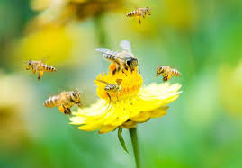 Passion for bees, compassion for beekeepers. What Flowers And Plants Attract Bees Cleanr Property Maintenance