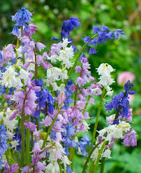 Spanish Bluebells Bulbs Mixed Colors Dutchgrown Spanish Bluebells Flowers Perennials Hardy Perennials