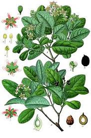 Image result for Monimiaceae