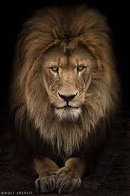 Search free lion wallpapers on zedge and personalize your phone to suit you. Lion Wallpaper Download To Your Mobile From Phoneky