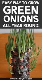 Easy Way To Grow Green Onions All Year Round Green Onions Growing Growing Onions Green Onions