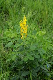 Image result for Crotalaria laburnifolia