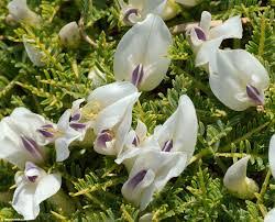 Image result for Astragalus atropilosulus