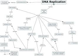 Concept Map Dna Rna Protein Google Search Concept Map Biology Notes Ap Biology