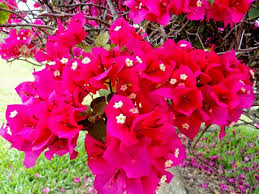 Namun apakah anda penasaran bagaimana cara menanam bunga bougenville ini agar dapat cara menanam bunga bougenville lebih banyak menggunakan stek batang dan tidak mudah dikembangbiakkan melalui biji. Teknik Budidaya Bunga Bougenville Agar Cepat Berbunga Mediatani