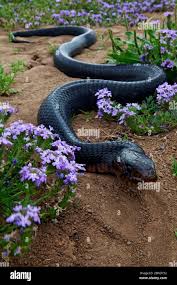 Image result for Indigofera garckeana