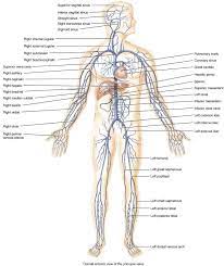 0 ratings0% found this document useful (0 votes). Skelett Modelle Allarehuman Veins In The Body Human Body Anatomy Arteries Anatomy Body Anatomy