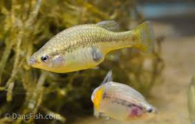 Image result for Tridactyle gentilii