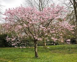 Charming in all seasons, prunus sargentii (sargent's cherry) is a small, deciduous tree with many ornamental qualities. Barcham Pro Trees