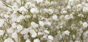 You can prevent mildew or mold issues by spacing baby's breath so air circulates freely and using drip irrigation instead of overhead sprinklers. Baby S Breath Is Toxic To Dogs Pet Poison Helpline