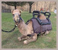 How much is rent in the 19121 zip code? Hire Peaceable Kingdom Petting Zoo Petting Zoo In Quakertown Pennsylvania