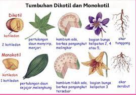 Tumbuhan angiospermae dibedakan menjadi dua kelompok besar yaitu tumbuhan berkeping biji tunggal atau monokotil dan tumbuhan berkeping biji dua atau dikotil. Contoh Tanaman Monokotil Pengertian Ciri Umum Ekologis