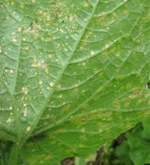 Image result for thrips damage on cucumber