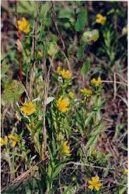 Image result for Bidens setigera