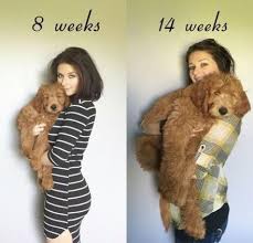 Maybe you would like to learn more about one of these? New Dogs And Puppies Breeds Labradoodles Goldendoodle Ideas Goldendoodle Puppy Goldendoodle Grooming F1 Goldendoodle