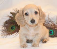 Black And Cream Dapple Dachshund For Sale Dachshund Doxie Smooth Hair Long Hair Miniature English Cream Red Black Ch Dapple Dachshund Miniature Dachshund Puppy Long Haired Dachshund Puppy Funny