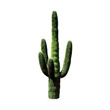 Discover The Coolest Ceiaxostickers Tumblr Collage Art Aesthetic Transparent Png Sticker Grunge Retro Vintage Hipster Green Aesthetic Aesthetic Png