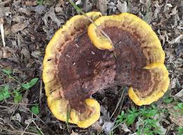 Image result for Phellinus gilvus