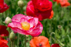 Sow poppy seeds where you intend to grow them outdoors after the threat of frost has passed in your area. Planting Poppies How To Grow Poppies