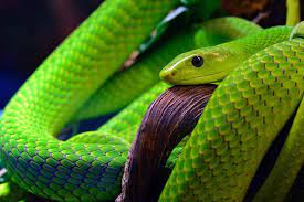 Nature And Wildlife On Instagram The Green Mamba Repost From Beautifulsnakes Follow Wildlifeandscenery Fo Snake Mamba Nature Animals