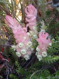 Image result for Harveya