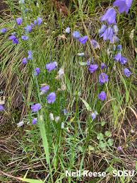 Image result for Campanulaceae