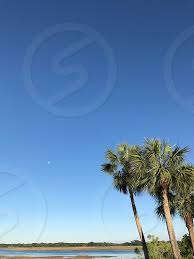 The sabal palmetto is the official state tree of both florida and south carolina (the latter is nicknamed the palmetto state). Hilton Head South Carolina Palm Trees Vacation Beach By Gena Lewis Photo Stock Snapwire