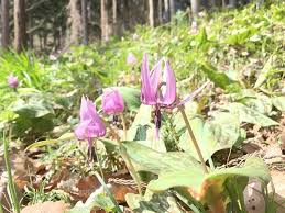 小峰公園 散り始めの梅とカタクリの葉 五日市最新情報