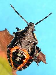 Image result for Aizoon schellenbergii