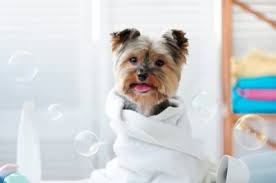 › pet grooming courses near me. Dog Grooming Training How To Become A Dog Groomer