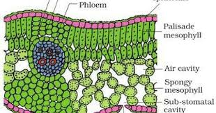 Pin By Ariel Logan On Plant Biology Plant Science Biology Classroom Plant Physiology