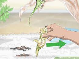 How To Care For An Iguana With Pictures Iguana Food Iguana Care Iguana