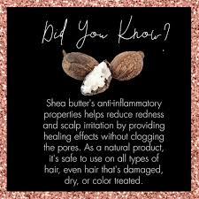 Shea butter is widely used as a sealant for natural hair. The Truth About Shea Butter For Hair And Instructions For Use Hair Adviser