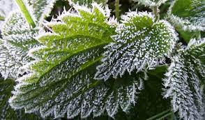 S'mores, chocolate, graham cracker, marshmallow, cake, evolved. How To Protect Your Plants From Frost And Freeze In Winter