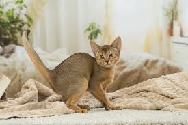 They are also observers, especially if it is unfamiliar or strange to them. Kittens Site De Abyssinfrance