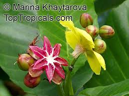 Image result for Dillenia