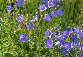 Maybe you would like to learn more about one of these? Peach Leaved Bellflower Plant Care Growing Guide