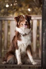 Australian shepherd dogs adopted on rescue me! News Sensation Australian Shepherds