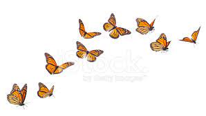 Two butterflies illustration, monarch butterfly outline drawing , butterflies black and white outline transparent background png clipart. How To Draw A Butterfly Flying Step By Step Learn How To Draw
