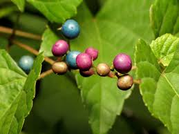 Image result for Cissus cornifolia